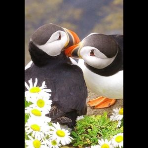 Meet your Posher, Janet